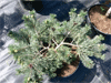 Vybornų medelynas - Pušis paprastoji ‚Albyns‘ (Pinus sylvestris)