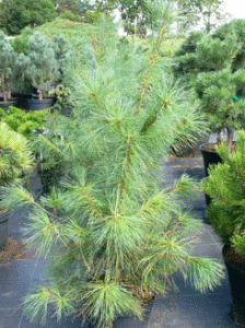 Vybornų medelynas - Pušis veimutinė (Pinus strobus)