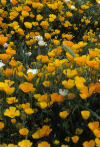 Ešolcija geltonžiedė (Eschscholzia californica)
