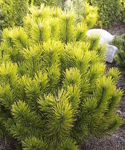Vybornų medelynas - Pušis kalninė ‚Winter Gold‘ (Pinus mugo)