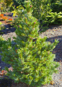 Vybornų medelynas - Pušis akuotuotoji (Pinus aristata)