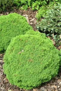 Eglė baltoji ‚Dendrofarma‘ (Picea glauca‘)
