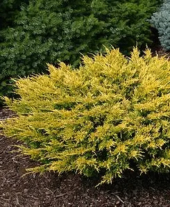 Vybornų medelynas - Kadagys gulsčiasis ‚Lime Glow‘ (Juniperus horizontalis)