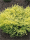 Vybornų medelynas - Kadagys gulsčiasis ‚Lime Glow‘ (Juniperus horizontalis)