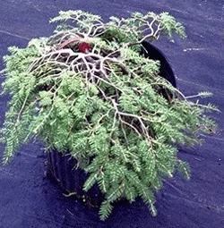Vybornų medelynas - Cūga kanadinė ‚Cole‘s Prostrate‘ (Tsuga canadensis)