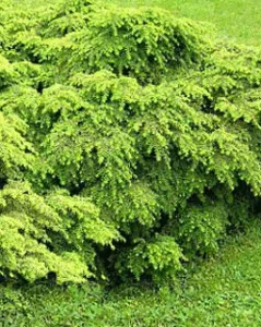 Vybornų medelynas - Cūga kanadinė ‚Jeddeloh‘ (Tsuga canadensis)