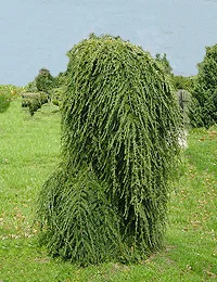 Vybornų medelynas- Cūga kanadinė ‚Pendula‘