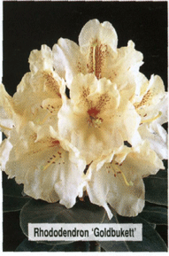 Rododendras 'Goldbukett' (Rhododendron)