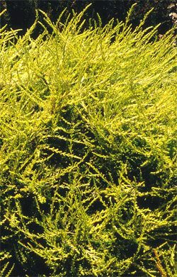 Viržis šilinis ‚Gold Haze‘ (Calluna vulgaris)