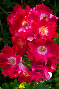 Rožė 'Dortmund' (Rosea)