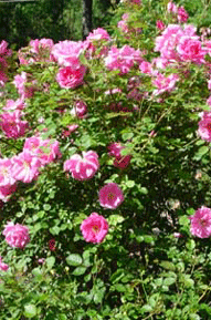 Rožė 'Carefree beauty' (Rosea)