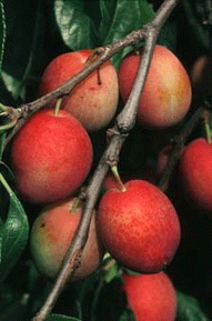 Slyva ‘Viktorija‘ (Prunus)
