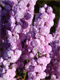 Viržis šilinis ‚H.E.Beale‘ (Calluna vulgaris)