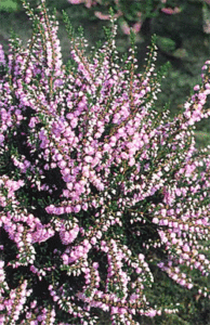 Viržis šilinis ‚County Wicklow‘ (Calluna vulgaris)
