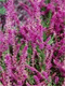 Viržis šilinis ‚Alegro‘ (Calluna vulgaris)
