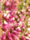 Viržis šilinis ‚Beoley Crimson‘ (Calluna vulgaris)