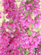 Viržis šilinis ‚Purple passion‘ (Calluna vulgaris)