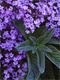 Heliotropas kvapusis (Heliotropium arborescens)
