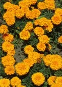 Serentis (Tagetes)