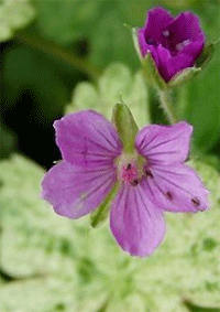 Snaputis margalapis „Jester‘s Jacket“ (Geranium thunbergii)