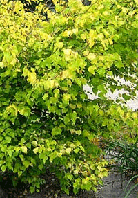 Beržas plaukuotasis „Aurea“ (Betula pubescens)