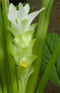 Ciberžolė daržinė (Curcuma longa)