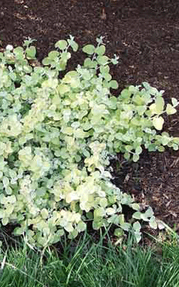 Šlamutis žilasis (Helichrysum petiolare)