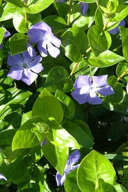 Žiemė didžioji (Vinca major)