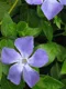 Žiemė didžioji (Vinca major)