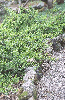 Sausmedis skėstašakis (Lonicera pileata)