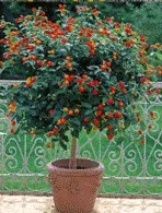 Lantana amerikinė (Lantana camara)
