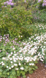 Snaputis pievinis (Geranium pratense)