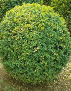 Buksmedis paprastasis „Marginata“ (Buxus sempervirens)