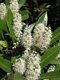 Vybornų medelynas - Lauravyšnė vaistinė (Laurocerasus officinalis)