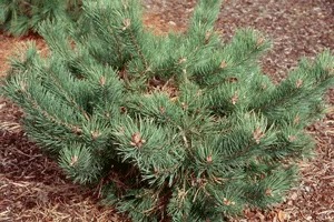 Vybornų medelynas - Pušis paprastoji ‚Albyns‘ (Pinus sylvestris)