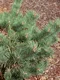 Vybornų medelynas - Pušis paprastoji ‚Albyns‘ (Pinus sylvestris)