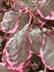 Bukas paprastasis ‘Purpurea Tricolor‘ (Fagus sylvatica)