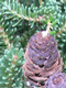 Vybornų medelynas - Kėnis korėjinis ‘Brevifolia‘ (Abies koreana)
