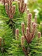 Pušis tankiažiedė ‘Jane Kluis‘ (Pinus densiflora)