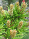Vybornų medelynas - Pušis bankso ‘Neponset‘ (Pinus banksiana)