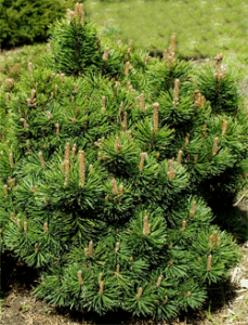 Pušis kalninė ‘Picobello‘ (Pinus mugo)