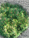 Vybornų medelynas - Pušis kalninė ‘Grune Welle‘ (Pinus mugo)