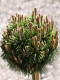 Pušis kalninė ‘Kissen‘ (Pinus mugo)