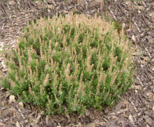 Vybornų medelynas - Pušis kalninė ‘Kissen‘ (Pinus mugo)