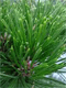 Vybornų medelynas - Pušis juodoji ‘Hornibrookiana‘ (Pinus nigra)