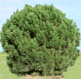 Vybornų medelynas - Pušis juodoji ‘Globosa‘ (Pinus nigra)