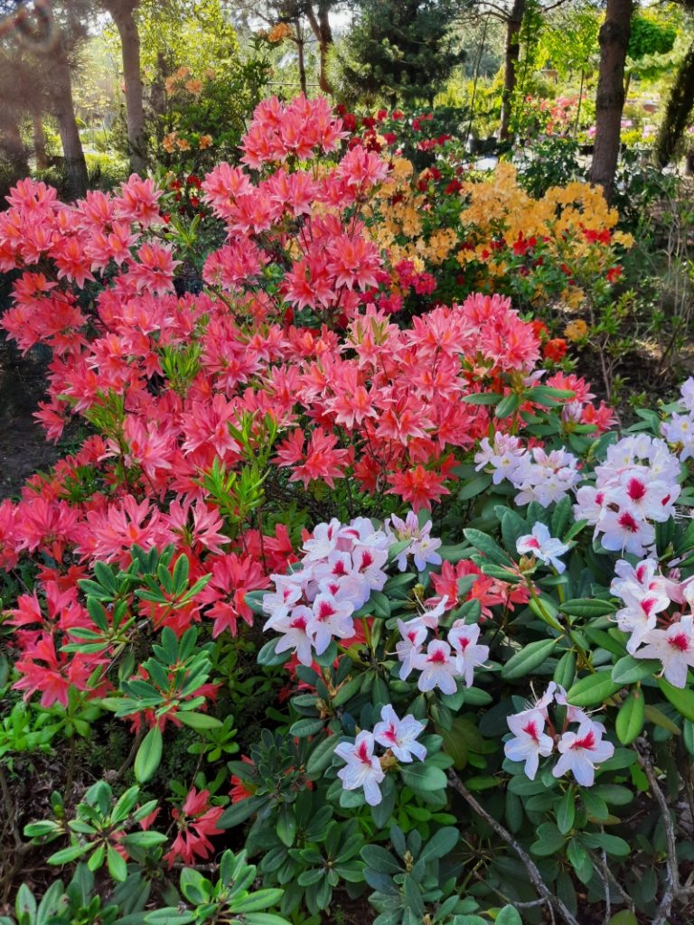 Vybornų medelynas - Visžalių rododendrų (ir azalijų) priežiūra