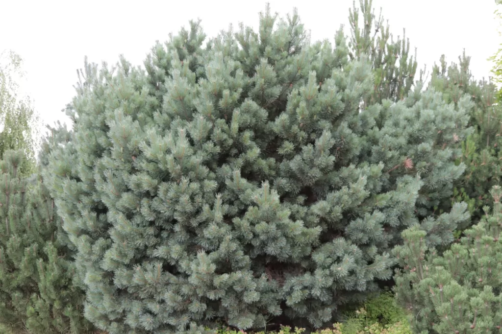 Vybornų medelynas -Pušis paprastoji ‚Watereri‘ (Pinus sylvestris)
