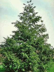 Vybornų medelynas - cuga