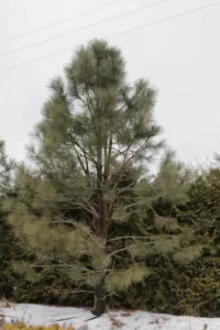 Vybornų medelynas - Pušis geltonoji (Pinus ponderosa)